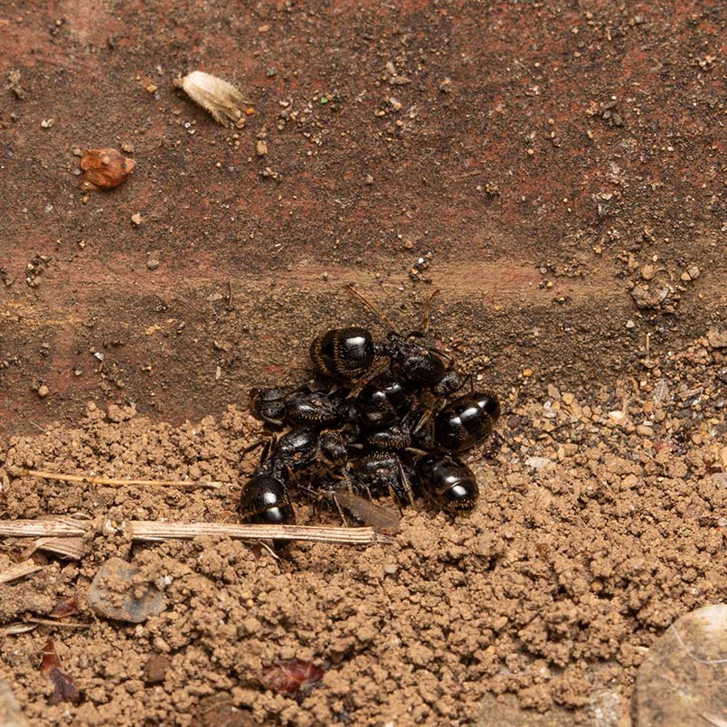 花壇の隙間に巣を掘るクロナガアリの新女王アリたち