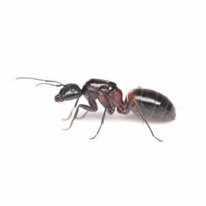 ムネアカオオアリ